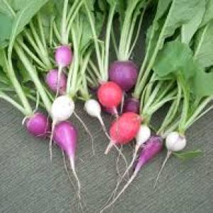 Radish
