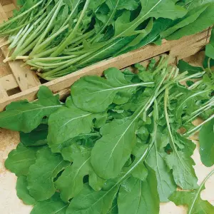Arugula
