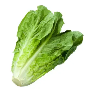 Lettuce