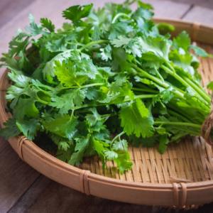 Coriander